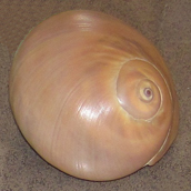 Atlantic Moon Snail