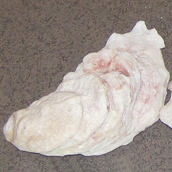 Eastern Oyster