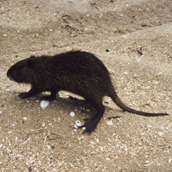 Nutria