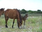 New foal born after Hurricane Irene