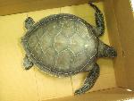 Rescued Green Sea Turtle