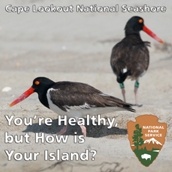 Oystercatchers Podcast