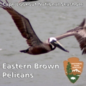 Pelican Podcast