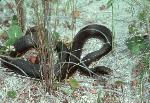 Black Racer