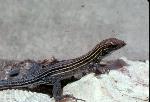 Racerunner Lizard