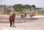 Harem with Foal
