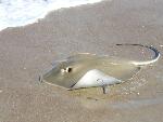 Stingray