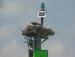 Osprey nest