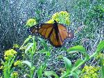 Monarch Butterfly