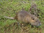 Nutria