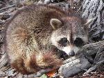 Raccoon