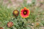 Firewheel (Gaillardia)