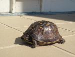 Eastern Box Turtle