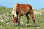 Horse Grazing