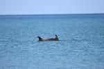 Common Bottlenose Dolphins