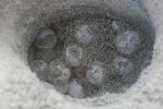 Loggerhead Nest