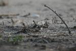 Fiddler Crab