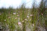 Marsh Pinks
