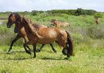 Horses Prancing