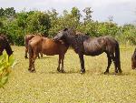 Horses Bonding