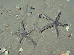 Grey Sea Stars