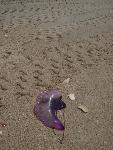 Man of War