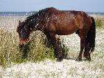 Horse Grazing