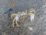 Ghost Crab