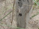 Black Widow