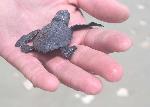 Kemps Ridley Hatchling