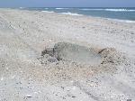 Kemps Ridley Nesting