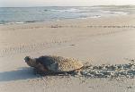 Female Loggerhead
