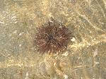 Sea Urchin