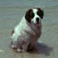 Information about pets