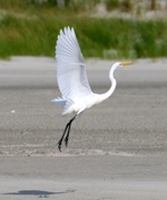 Great Egret