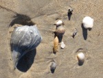 Shells