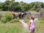 Horse Tours