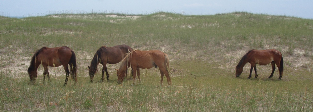 Horse Harem