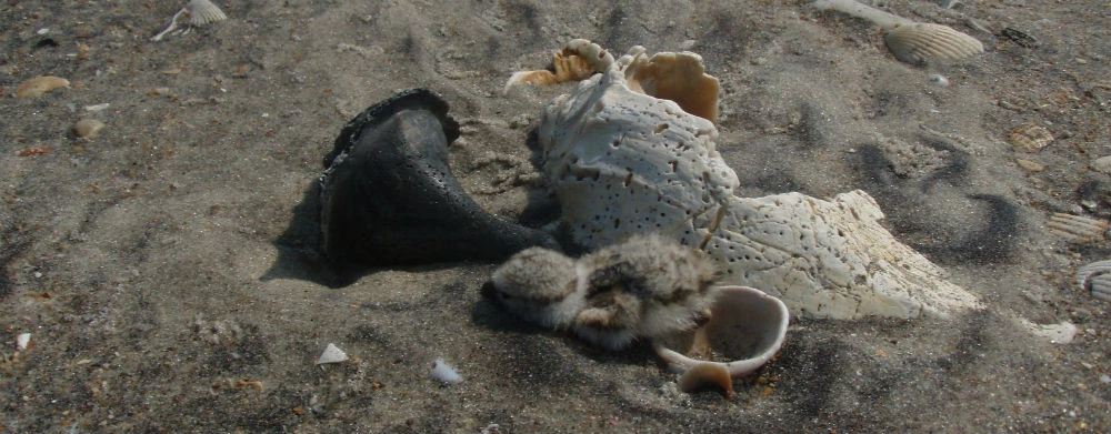 Plover chick with whelk shells.