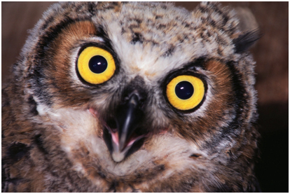 Great Horned Owl
