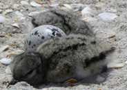 American Oystercatcher Chicks and Egg