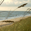 Image of dune at Canaveral National Seashore