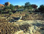 Biological Soil Crust