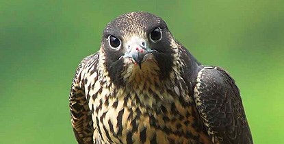 American Peregrine Falcon