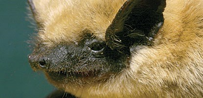 photo: Western Pipistrelle (Pipistrellus hesperus), the most abundant bat in Canyonlands