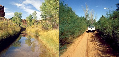 photo: Salt Creek Canyon with (left) and without (right) tamarisk. Tamarisk often forms dense groves that block out other species. Notice the greater abundance of surface water and variety of plants in the right hand photo.