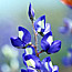 What brings May flowers?
