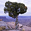 Utah juniper