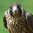 Peregrine Falcon