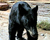 Wildlife Camera